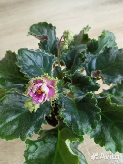 Цветущие фиалки