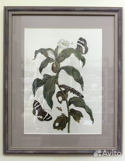 Репродукция