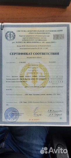 Тритикале озимая