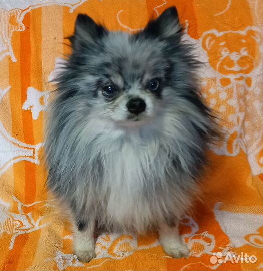 Шпиц мерле подросток