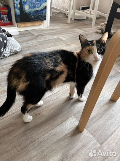 Кошка в дар бесплатно