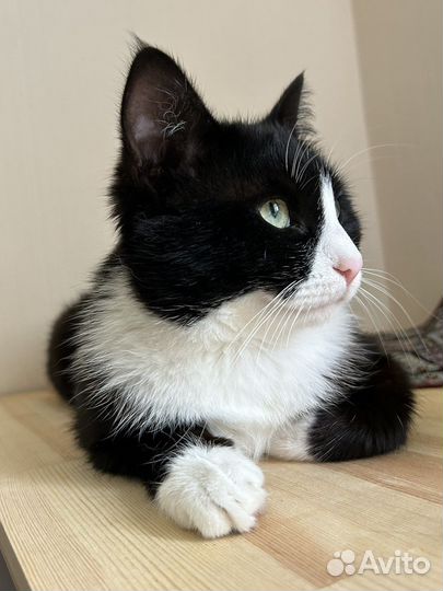 Котик, 1 год