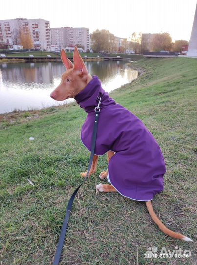 Зимняя попона для собак