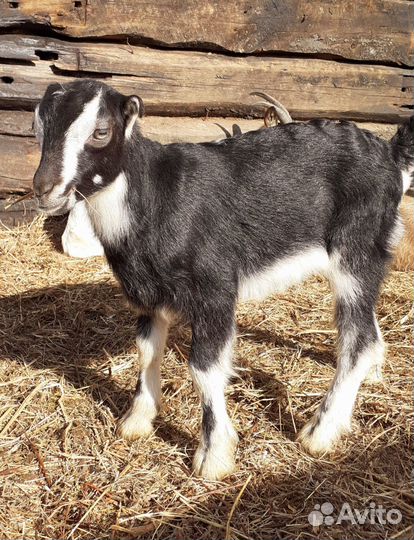 Козочки Ламанча