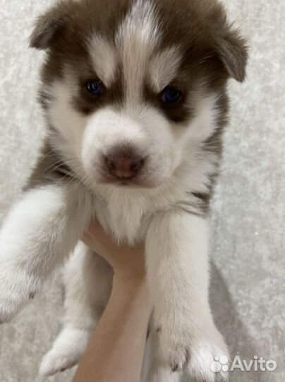 Щенки сибирской хаски