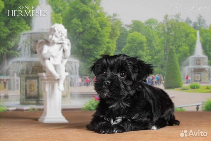 Мальчики цветные йорки