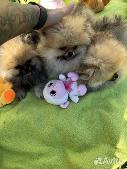 Щенки шпица