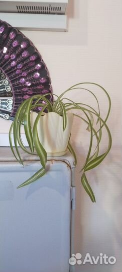 Хлорофитум кудрявый