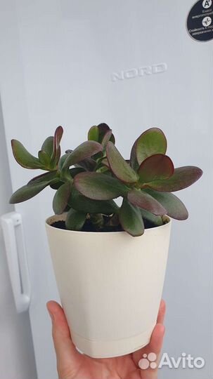 Толстянка, денежное дерево, крассула