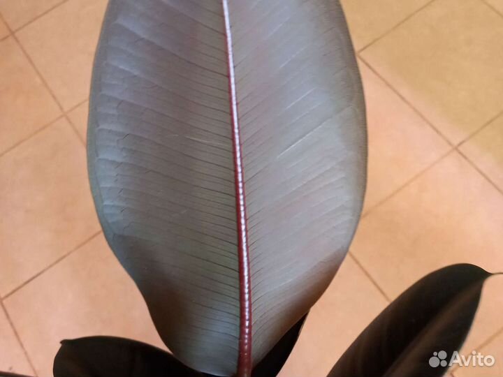 Сортовые фикусы Чёрный Принц, Мелани, Руби