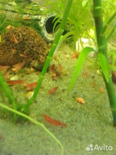 Рыбки, растения, креветки