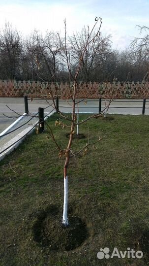 Продам саженцы плодовых деревьев