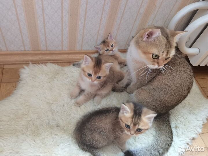 Британская золотая шиншилла котята