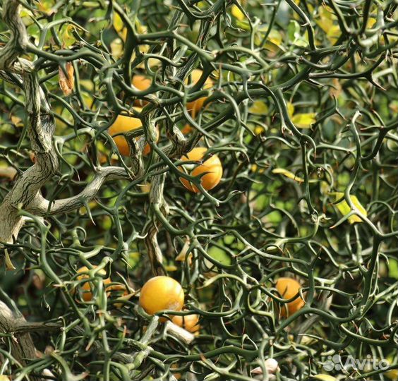 Понцирус трёхлисточковый (дикий лимон), семена