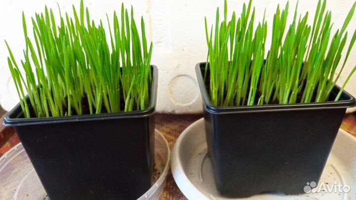 Трава для кошек