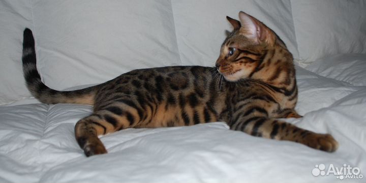 Эксклюзивная бенгальская кошечка