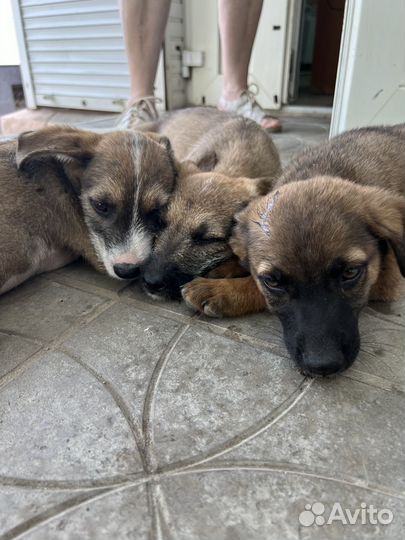 Трое малышей два мальчика и одна девочка