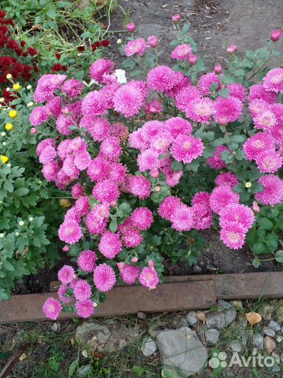 Хризантема