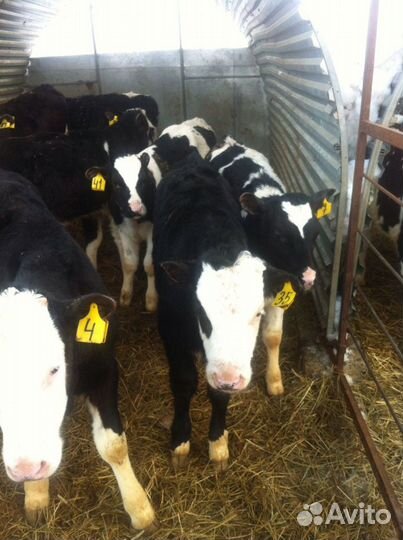 Бычки помесь абердином