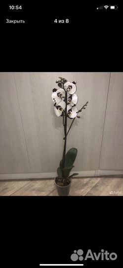 Орхидея фаленопсис Polca Dots