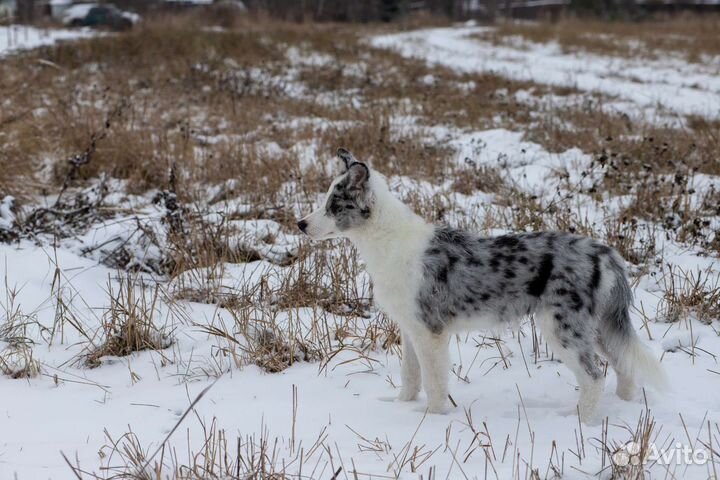 Щенок бордер колли шоколад