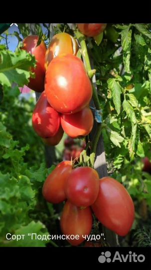 Семена сортовых томатов Минусинские