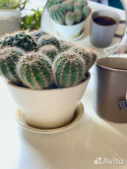 Кактусы горшок