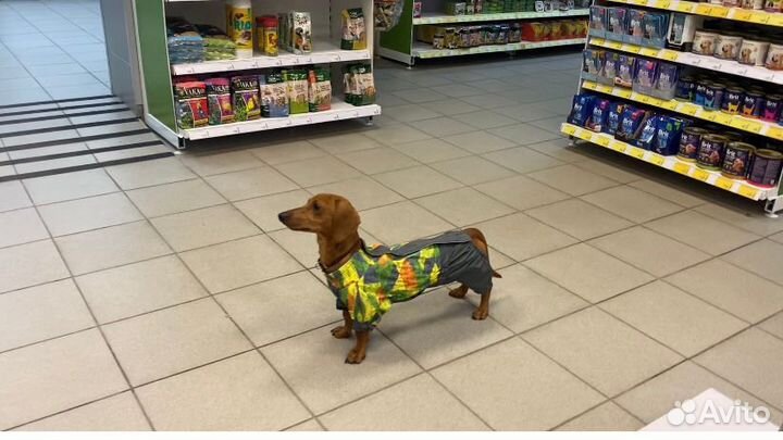 Куртка для таксы