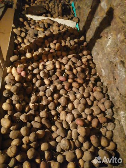 Продам картофель домашний