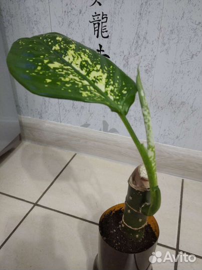 Диффенбахия