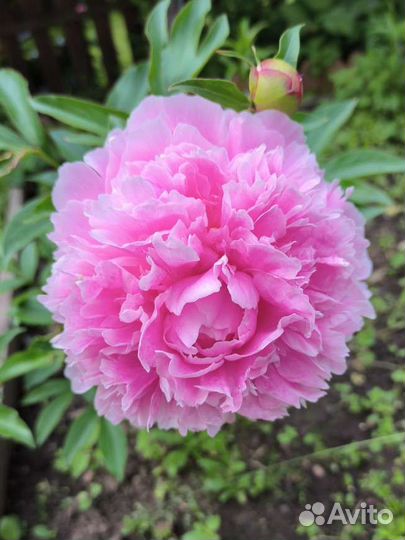 Пионы букет срез