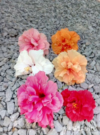 Гибискус комнатный китайская роза