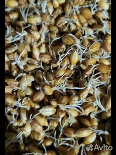 'Калининградский солод' - 'Прусский Солод'