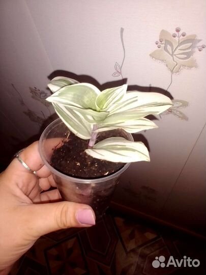 Традесканция