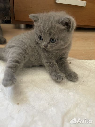 Британские котята