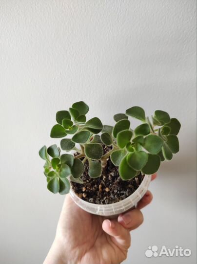 Аихризон дерево любви