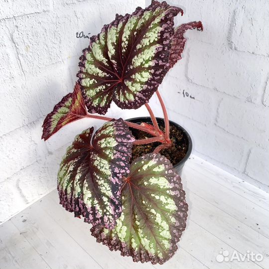 Бегония фейерверк