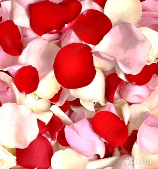 Лепестки роз