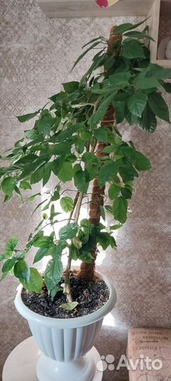 Гибискус китайская роза