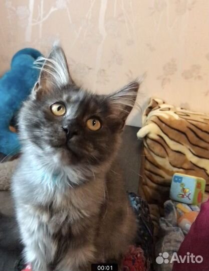 Котята мейн-кун