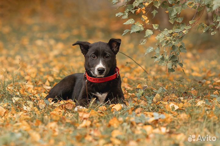 Собака в добрые руки щенок