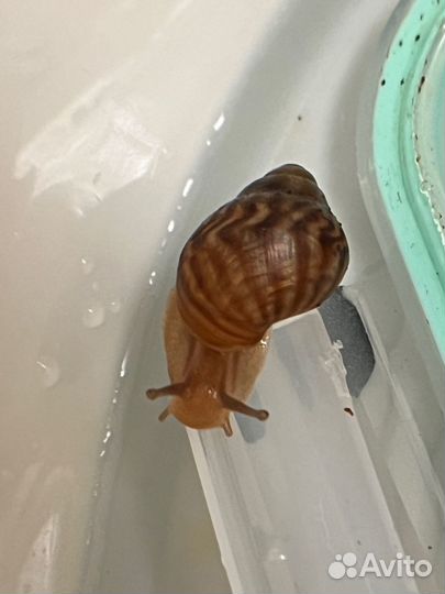 Улитки ахатины бесплатно