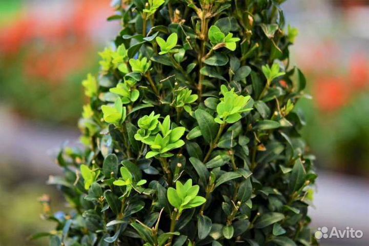 Самшит вечнозелёный (буксус)