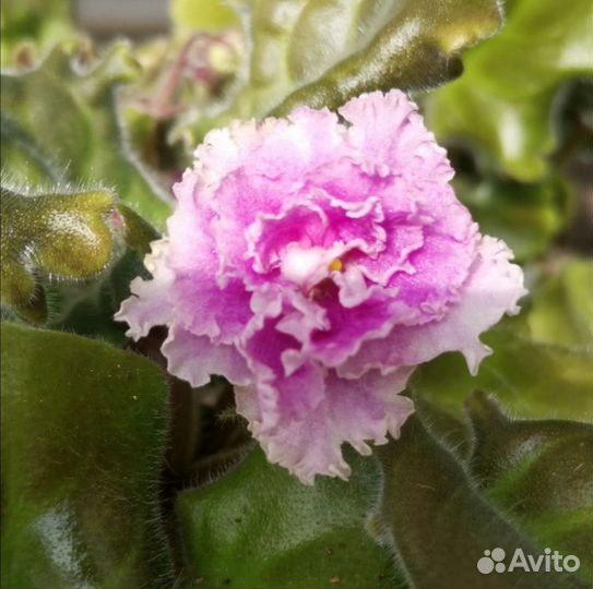 Фиалка махровая