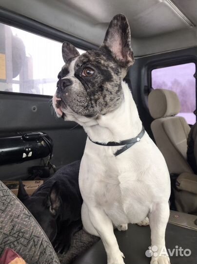 Вязка французский бульдог