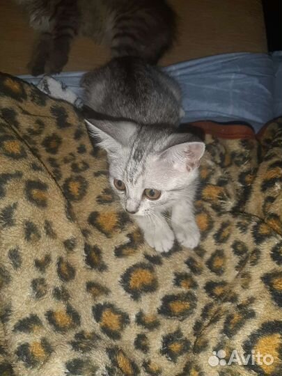 Британская кошка бесплатно