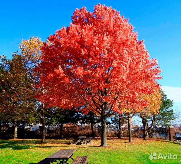 Дуб красный саженцы