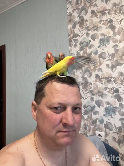 Домашние животные птицы