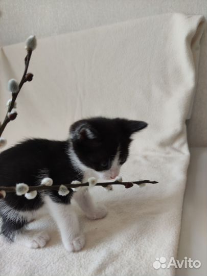 Отдам котят