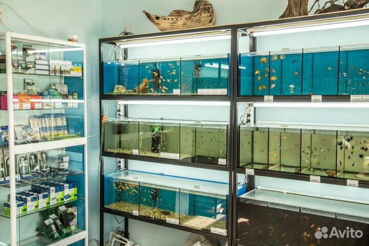 Аквариумные рыбки и корма